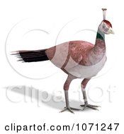 Clipart 3d Female Peahen Peacock 2 Royalty Free CGI Illustration by Ralf61
