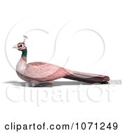 Clipart 3d Female Peahen Peacock 4 Royalty Free CGI Illustration by Ralf61