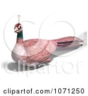 Clipart 3d Female Peahen Peacock 5 Royalty Free CGI Illustration by Ralf61