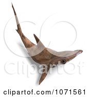 Clipart 3d Brown Hammerhead Shark 3 Royalty Free CGI Illustration