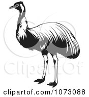 Black And White Ostrich Bird