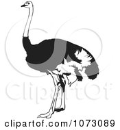 Poster, Art Print Of Black And White Emu Bird