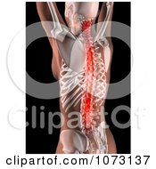 Poster, Art Print Of 3d Female Skeleton With A Highlighted Spine