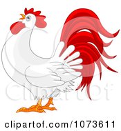 Clipart Red And White Rooster Crowing Royalty Free Vector Illustration