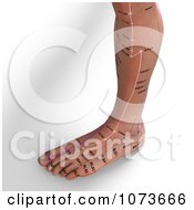 Clipart 3d Male Acupressure Acupuncture Foot Chart Royalty Free CGI Illustration by Ralf61