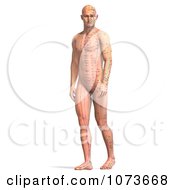 Clipart 3d Male Acupressure Acupuncture Chart Body 2 Royalty Free CGI Illustration by Ralf61 #COLLC1073668-0172