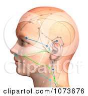 Clipart 3d Male Acupressure Chart Head 8 Royalty Free CGI Illustration by Ralf61 #COLLC1073676-0172