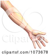 Clipart 3d Male Acupressure Acupuncture Arm Chart Royalty Free CGI Illustration by Ralf61