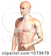 Clipart 3d Male Acupressure Acupuncture Upper Body Chart 3 Royalty Free CGI Illustration by Ralf61