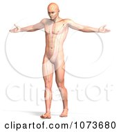 Clipart 3d Male Acupressure Acupuncture Chart Body 3 Royalty Free CGI Illustration by Ralf61 #COLLC1073680-0172