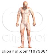 Clipart 3d Male Acupressure Acupuncture Chart Body 4 Royalty Free CGI Illustration by Ralf61 #COLLC1073681-0172