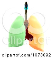 Clipart 3d Male Human Organs 1 Royalty Free CGI Illustration