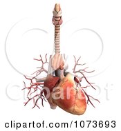 Clipart 3d Human Heart Organ 1 Royalty Free CGI Illustration