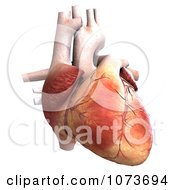 Clipart 3d Human Heart Organ 2 Royalty Free CGI Illustration