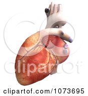 Clipart 3d Human Heart Organ 3 Royalty Free CGI Illustration