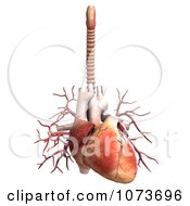 Clipart 3d Human Heart Organ 4 Royalty Free CGI Illustration
