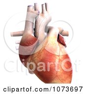Clipart 3d Human Heart Organ 5 Royalty Free CGI Illustration