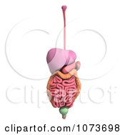 Clipart 3d Male Human Organs And Intestines 1 Royalty Free CGI Illustration
