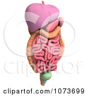 Clipart 3d Male Human Organs And Intestines 2 Royalty Free CGI Illustration