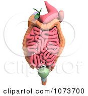 Clipart 3d Male Human Organs And Intestines 3 Royalty Free CGI Illustration