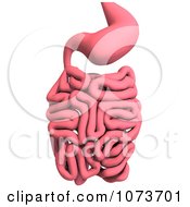 Clipart 3d Male Human Organs And Intestines 4 Royalty Free CGI Illustration