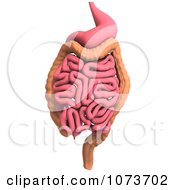 Clipart 3d Male Human Organs And Intestines 5 Royalty Free CGI Illustration