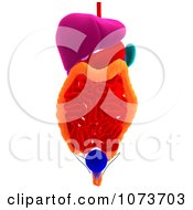 Clipart 3d Male Human Organs And Intestines 6 Royalty Free CGI Illustration