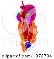 Clipart 3d Male Human Organs And Intestines 7 Royalty Free CGI Illustration