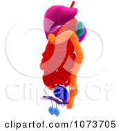 Clipart 3d Male Human Organs And Intestines 8 Royalty Free CGI Illustration