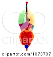 Clipart 3d Male Human Organs And Intestines 10 Royalty Free CGI Illustration
