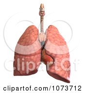 Clipart 3d Male Human Organs 5 Royalty Free CGI Illustration
