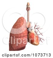 Clipart 3d Male Human Organs 6 Royalty Free CGI Illustration