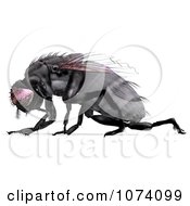 Clipart 3d Black House Fly 2 Royalty Free CGI Illustration by Ralf61 #COLLC1074099-0172