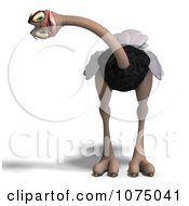 3d Wild Ostrich Bird Cocking Its Head