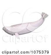 Clipart 3d White Juvenile Beluga Whale 3 Royalty Free CGI Illustration by Ralf61