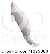 Clipart 3d White Juvenile Beluga Whale 4 Royalty Free CGI Illustration by Ralf61
