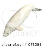 Clipart 3d White Male Beluga Whale 1 Royalty Free CGI Illustration by Ralf61