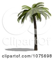 Clipart 3d Tropical Palm Tree 3 Royalty Free CGI Illustration by Ralf61