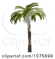 Clipart 3d Tropical Palm Tree 1 Royalty Free CGI Illustration by Ralf61