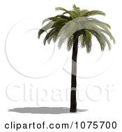Clipart 3d Tropical Palm Tree 4 Royalty Free CGI Illustration by Ralf61