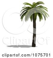 Clipart 3d Tropical Palm Tree 5 Royalty Free CGI Illustration by Ralf61
