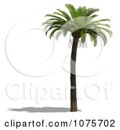 Clipart 3d Tropical Palm Tree 6 Royalty Free CGI Illustration by Ralf61