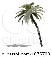 Clipart 3d Tropical Palm Tree 7 Royalty Free CGI Illustration by Ralf61