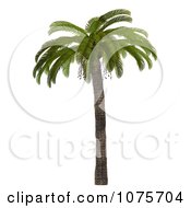 Clipart 3d Tropical Palm Tree 2 Royalty Free CGI Illustration by Ralf61