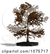 Clipart 3d Bonsai Tree In A Planter 2 Royalty Free CGI Illustration
