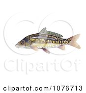 Poster, Art Print Of Mirror Carp Fish Cyprinus Carpio