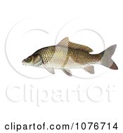 Poster, Art Print Of Common Carp Or European Carp Fish Cyprinus Carpio
