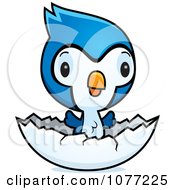 Poster, Art Print Of Cute Baby Bluejay Chick Hatching