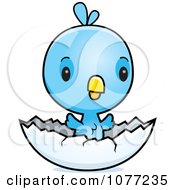 Poster, Art Print Of Cute Baby Blue Jay Chick Hatching