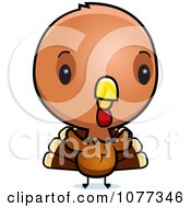Cute Baby Turkey Bird